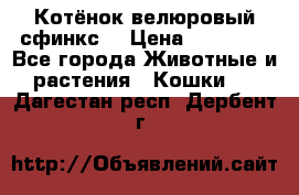 Котёнок велюровый сфинкс. › Цена ­ 15 000 - Все города Животные и растения » Кошки   . Дагестан респ.,Дербент г.